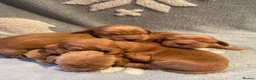 Cocker Spaniel dogs for sale: KC Reg Show Type Cocker Spaniel puppies - Advert 14