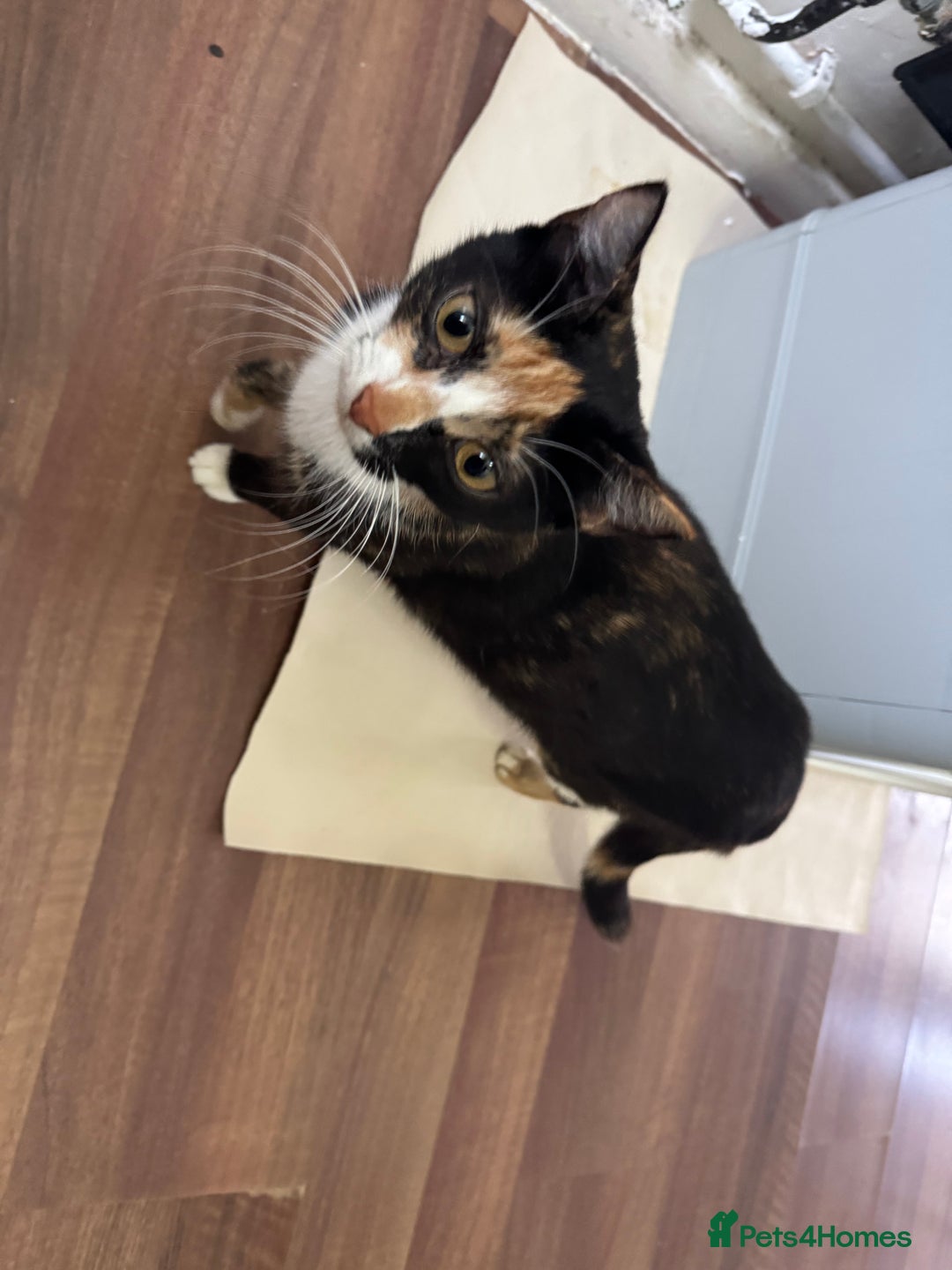 Mixed Breed cats for sale: Female cat - Advert 1