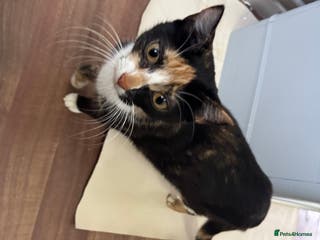 Mixed Breed cats Female cat - Advert 1