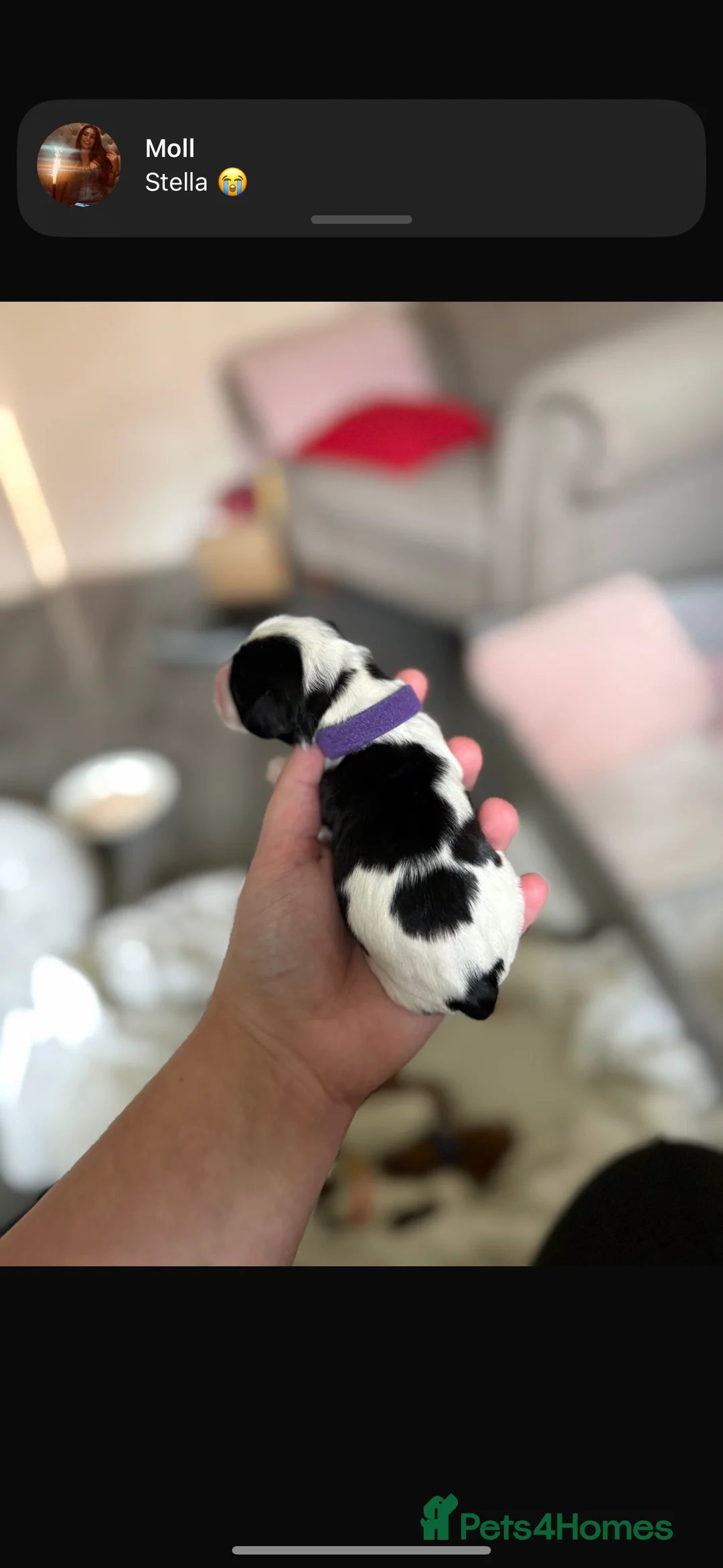 Mixed Breed dogs for sale: Beautiful cocker spaniel & Cavapoo puppies  in Bingley - Advert 26