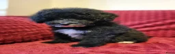 Poochon dogs for sale: Beautiful Poochon Puppies 🐶 READY TO GO - Advert 11