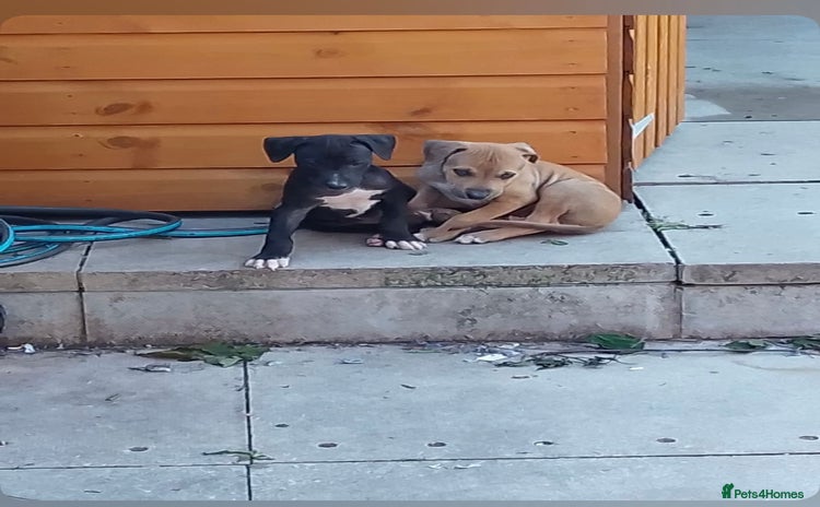 Lurcher dogs - Advert 1
