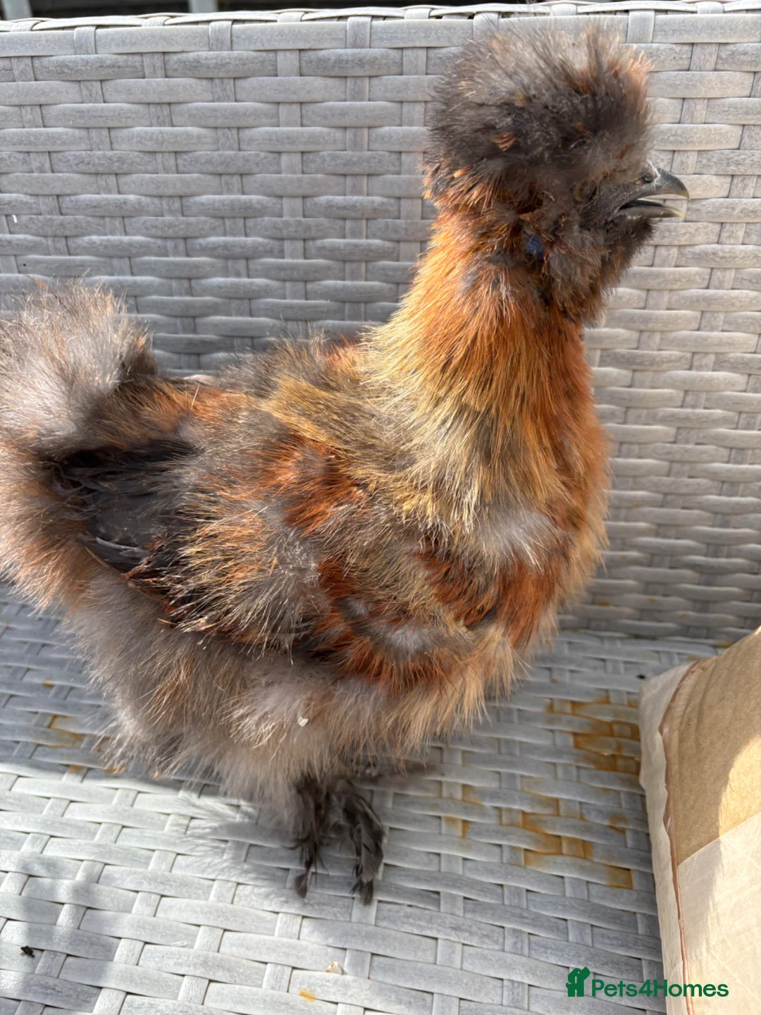 Chickens poultry for sale: Silkie chickens male  - Advert 2