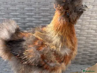 Chickens poultry Silkie chickens male - Advert 2