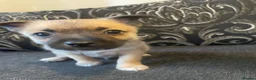 Mixed Breed dogs for sale: Pom-a-jacks - Advert 4