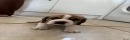 Beagle dogs for sale: Stunning Beagle puppies  - Advert 21