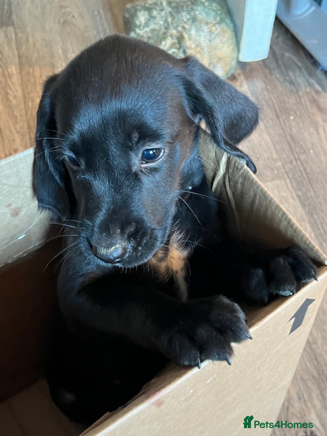 Cockerdor dogs for sale: Cockerdors  - Advert 7