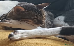 Bengal cats for sale: 3 year old neutered male cat - Image 1