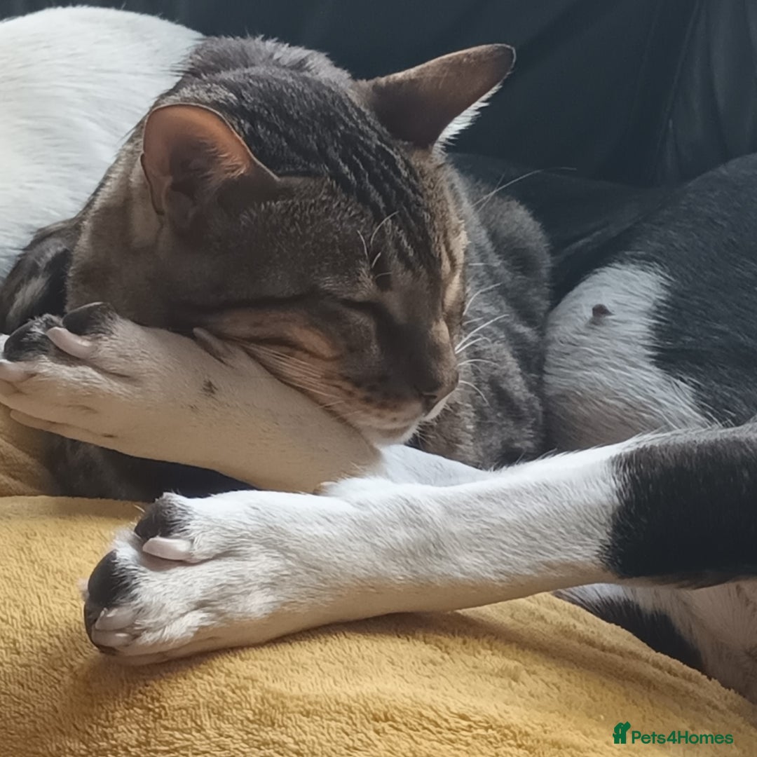 Bengal cats for sale: 3 year old neutered male cat - Image 1