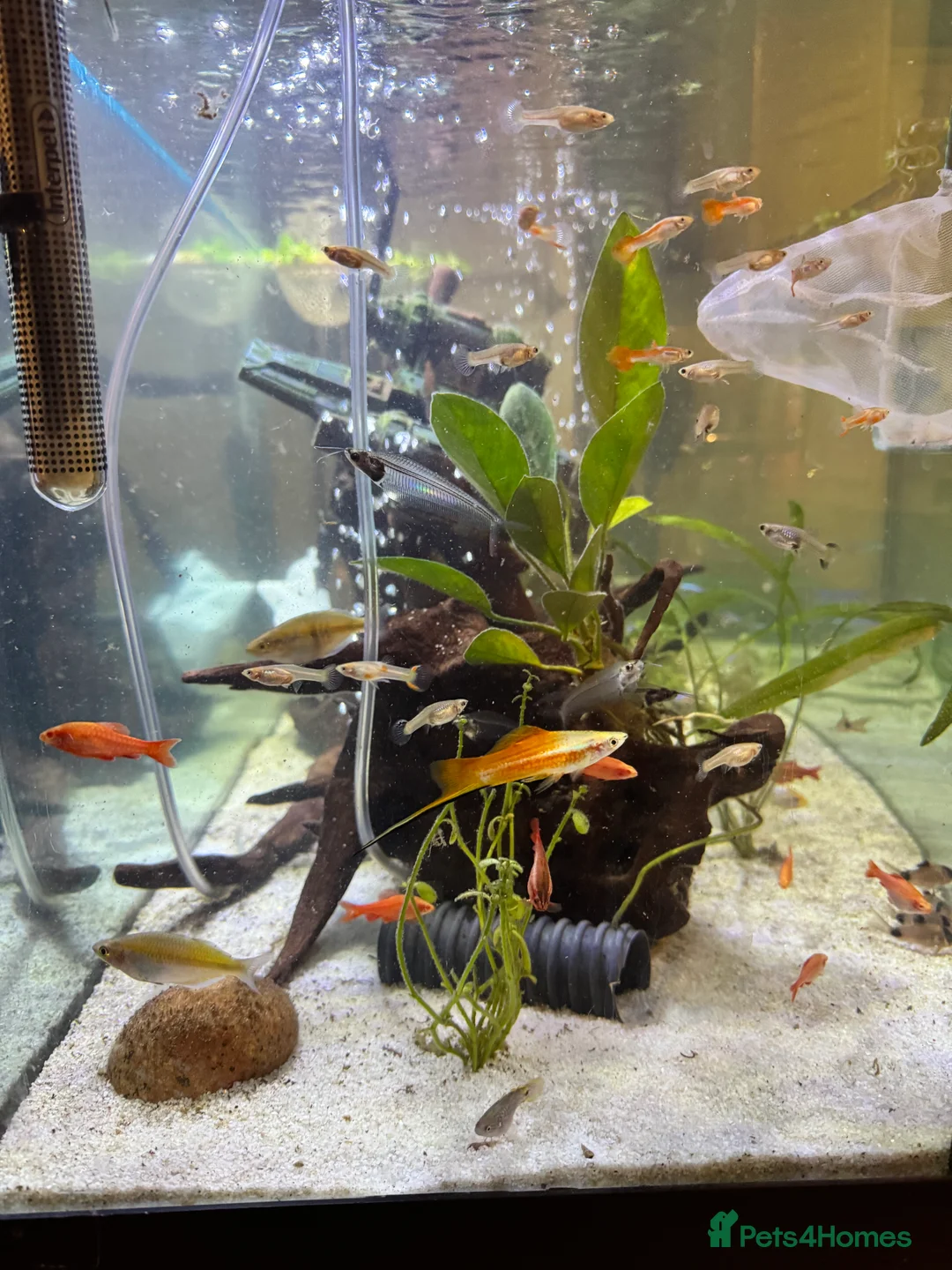 Other/Mixed Breed fish for sale: Guppies in Rushden - Advert 2