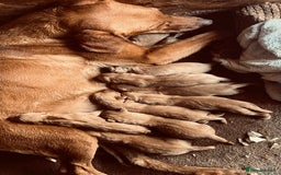 Labrador Retriever dogs for sale: Beautiful fox red Labrador pups 🐶  - Image 1