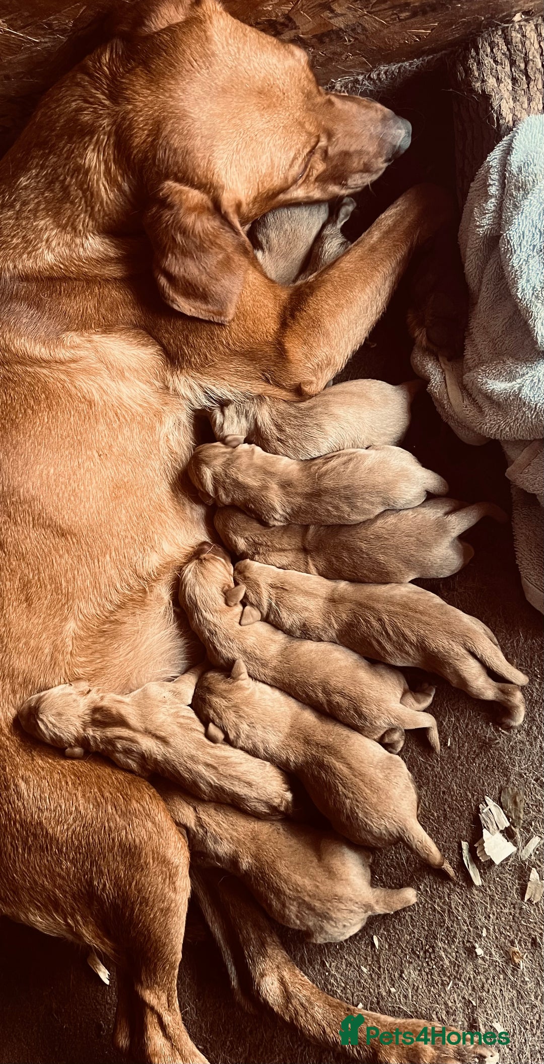 Labrador Retriever dogs for sale: Beautiful fox red Labrador pups 🐶  - Image 1