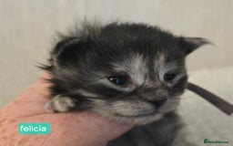 Maine Coon cats for sale: Maine Coon Kittens Smokes Large Russian Lines - Image 11
