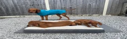 Hungarian Vizsla dogs for sale: Hungarian Vizslas - Advert 4