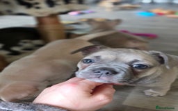 Mixed Breed dogs for sale: Frenchie x Chihuahua puppies - Image 7
