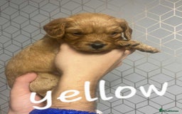 Mixed Breed dogs for sale: Beautiful female available ready to leave 1st nov - Image 24