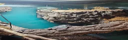 Frog reptiles for sale: Australian whites tree frogs & terrarium BREEDING - Advert 3