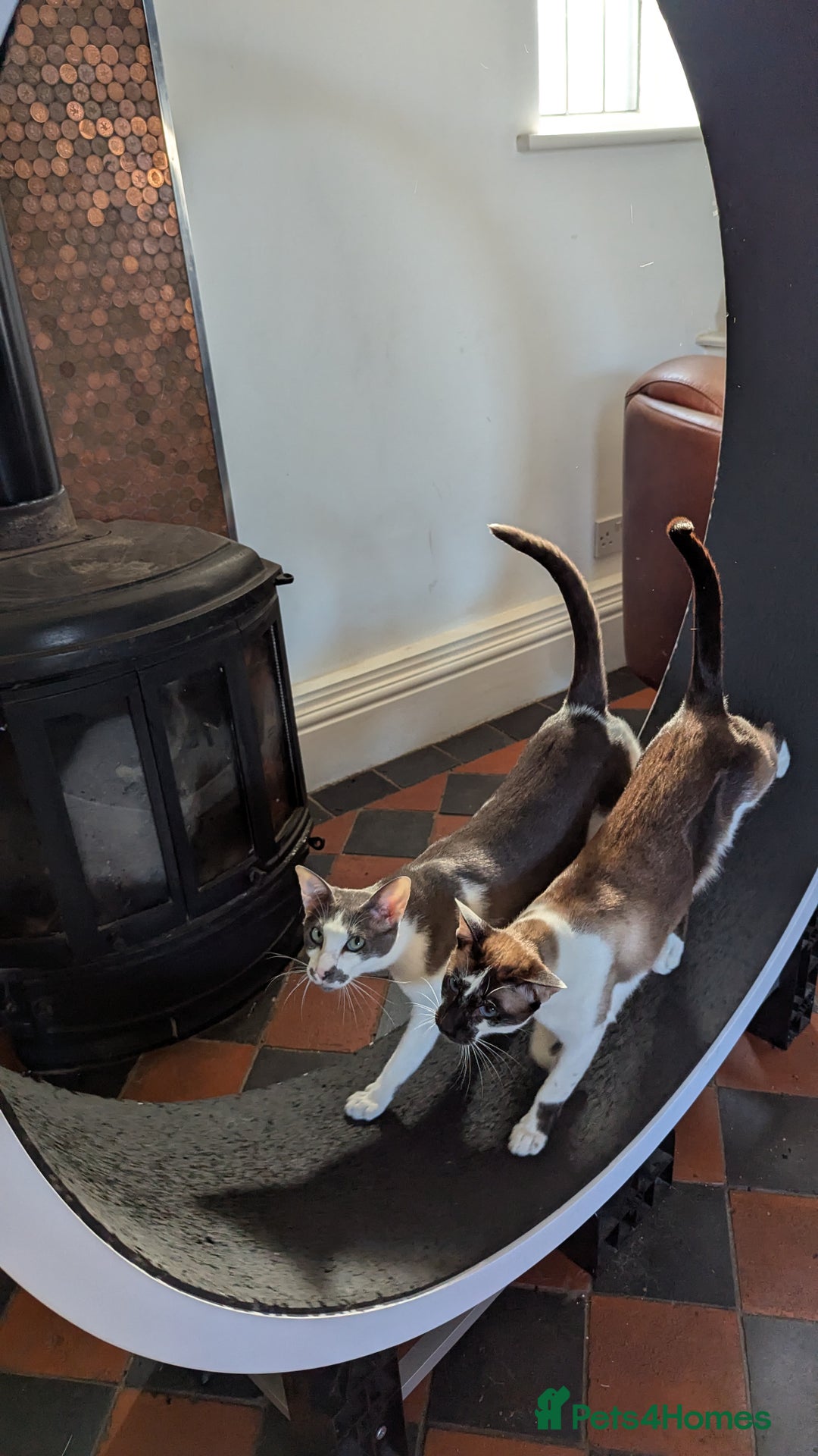 Oriental cats for sale: Blue Eyed Millie 3yr Old Oriental Shorthair Girl - Advert 12