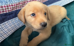 Golden Retriever dogs for sale: Gorgeous Golden retriever puppies for new homes - Image 7