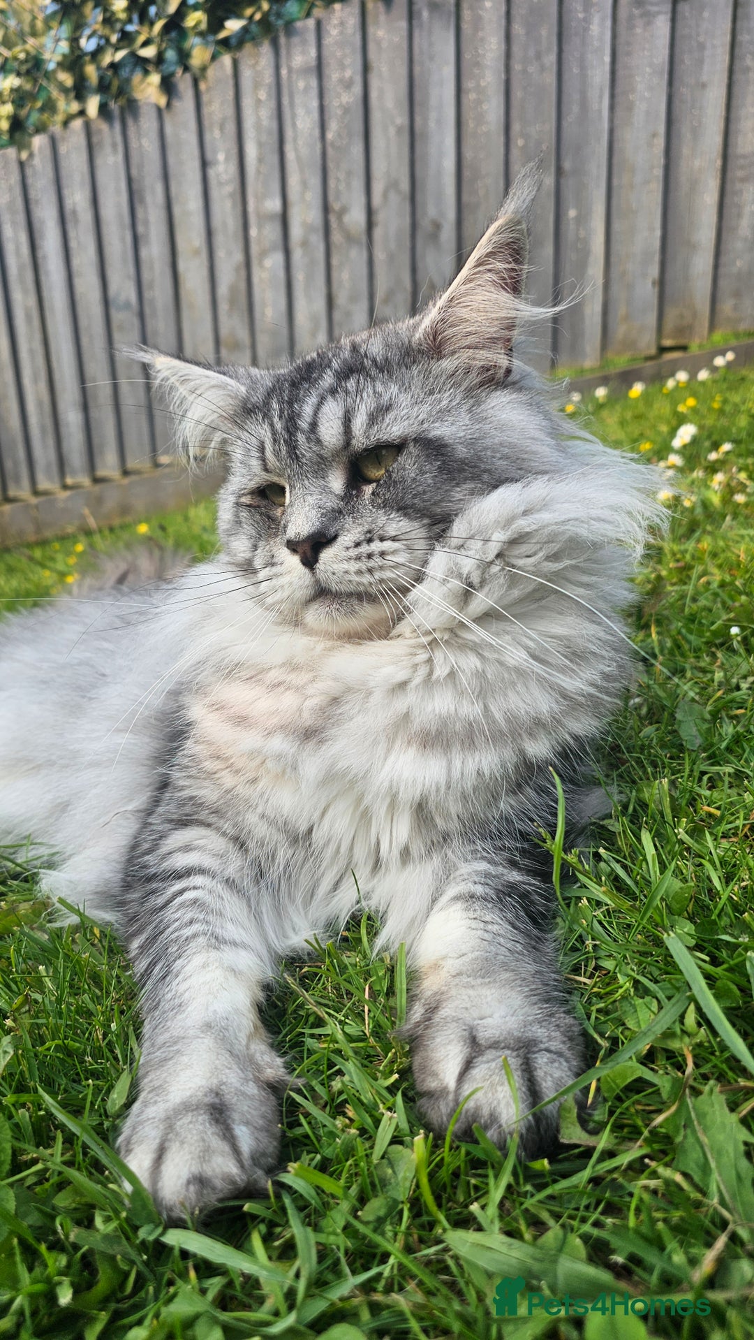 Maine Coon cats for sale: Our stunning boy kal - Image 2