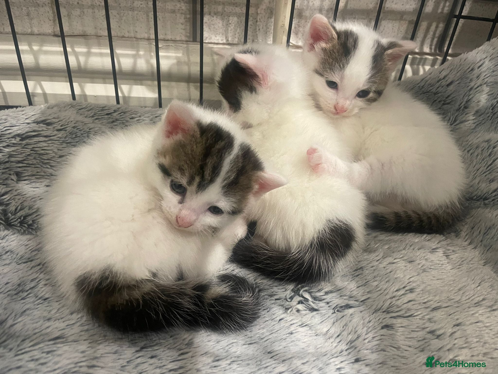 Mixed Breed cats Kittens - rescue - Advert 1