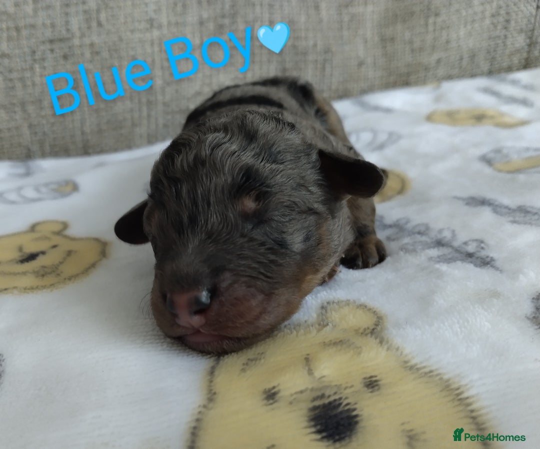 Cockapoo dogs for sale: Stunning Unique Cockapoo Puppies - Image 11