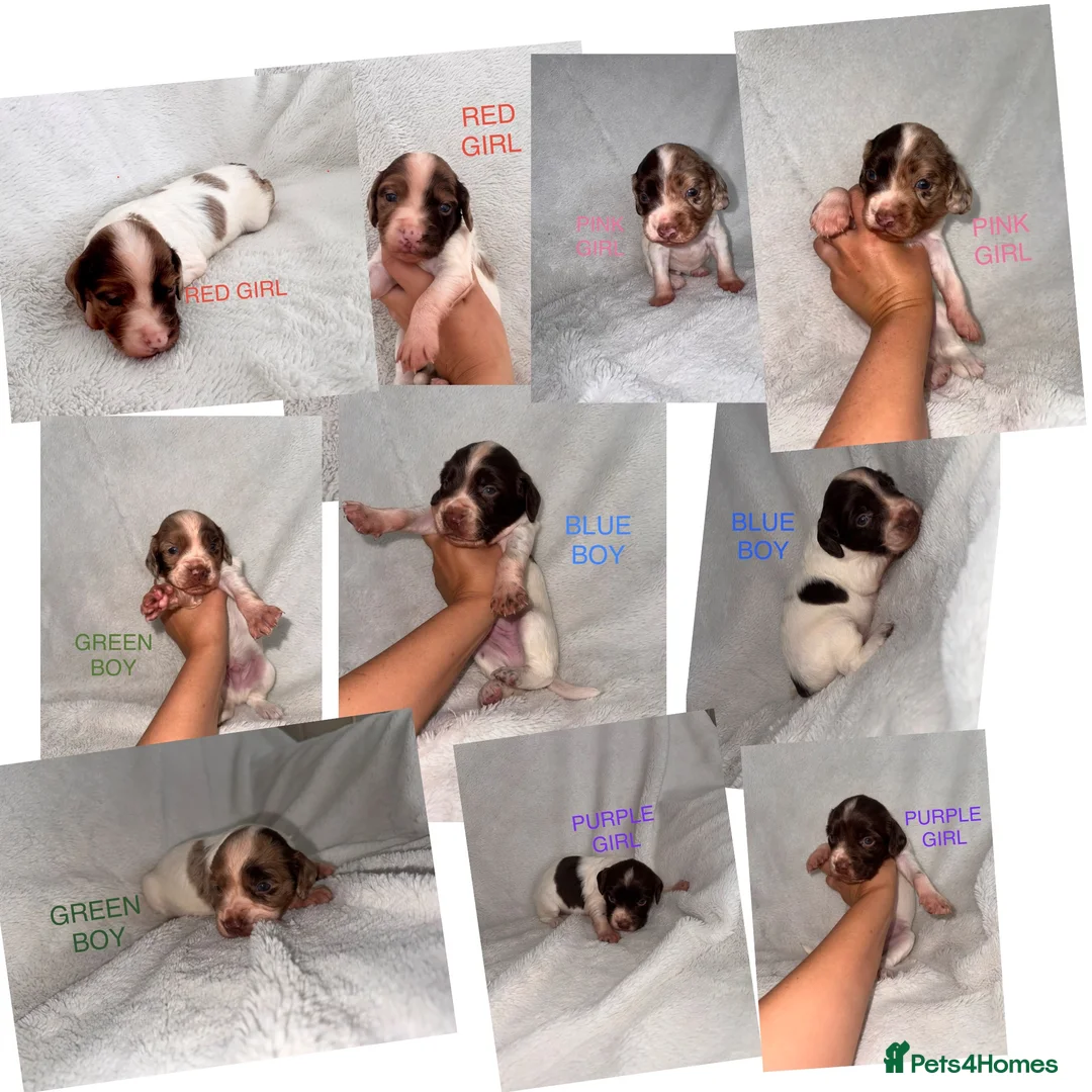 English Springer Spaniel dogs for sale: 🐾 Beautiful Springer Spaniel Puppies - Advert 12