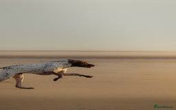German Shorthaired Pointer dogs for stud: KC GSP Stud – Stunning, Strong, Smart - Image 2