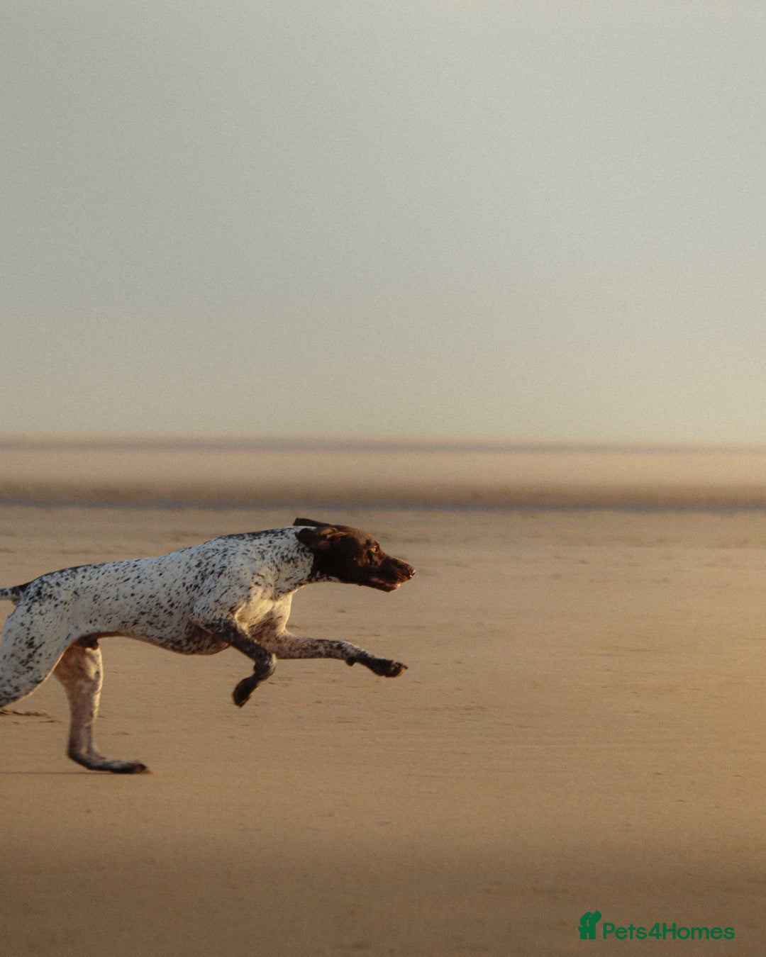 German Shorthaired Pointer dogs for stud: KC GSP Stud – Stunning, Strong, Smart - Image 2