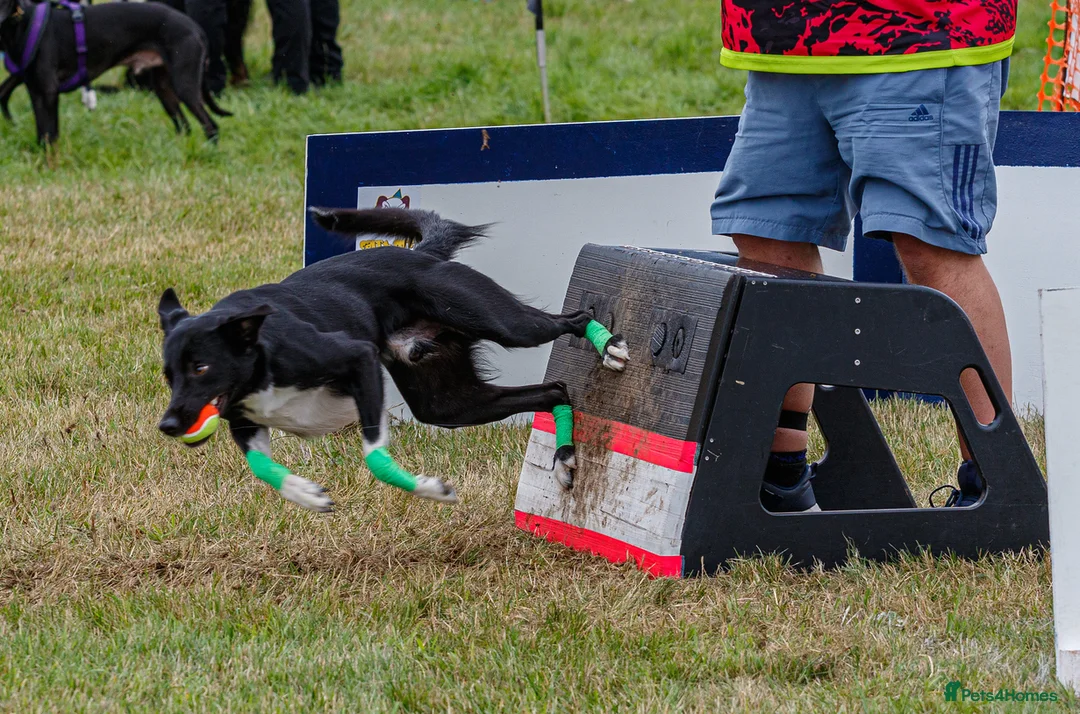 Lurcher dogs for stud: Lurcher - Collie/Whippet Crufts Flyball Champion in Stoke-on-Trent - Advert 3