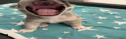 Mixed Breed dogs for sale: Elite Raised Staffy x Husky Pups in Aviemore - Advert 12