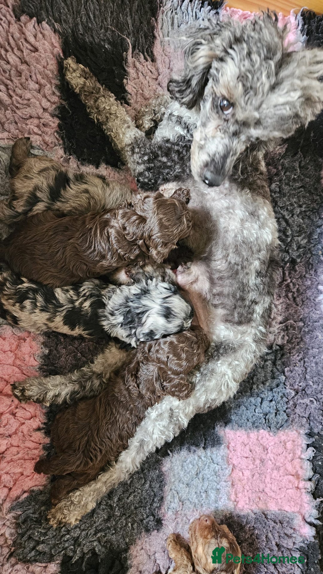Toy Poodle dogs for sale: Toy poodle puppies  - Image 7