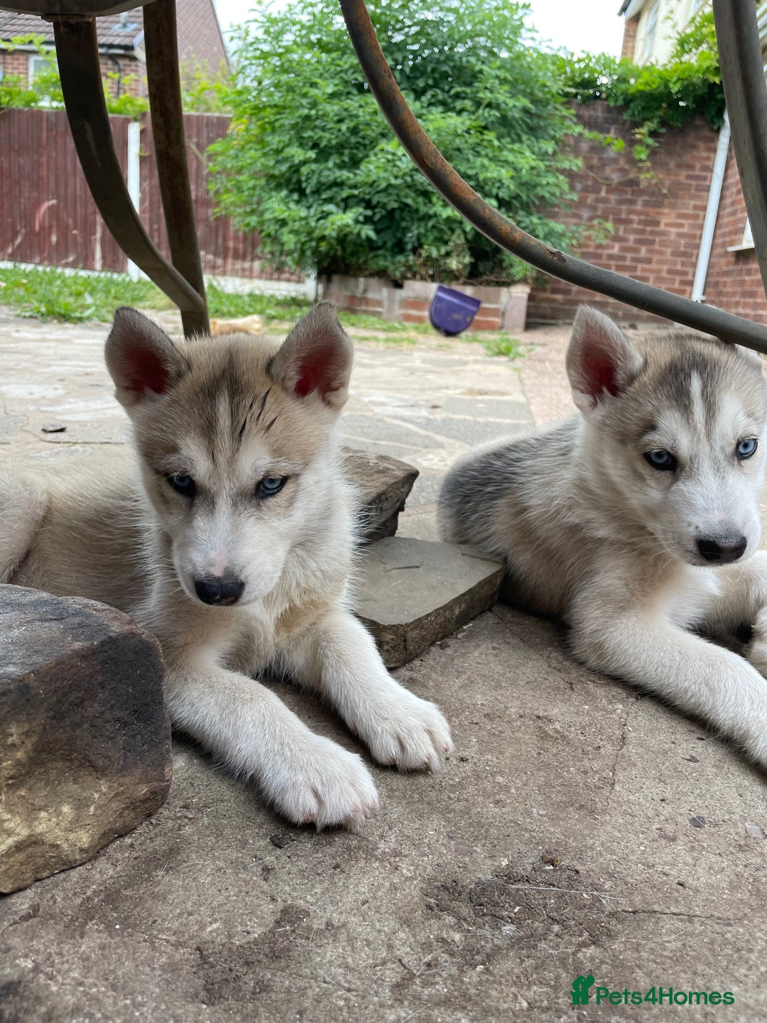 Siberian Husky dogs for sale: Siberian Husky puppies ❤️ - Image 17