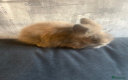 Lionhead rabbits for sale: 7 lionheads bunnies  - Image 6