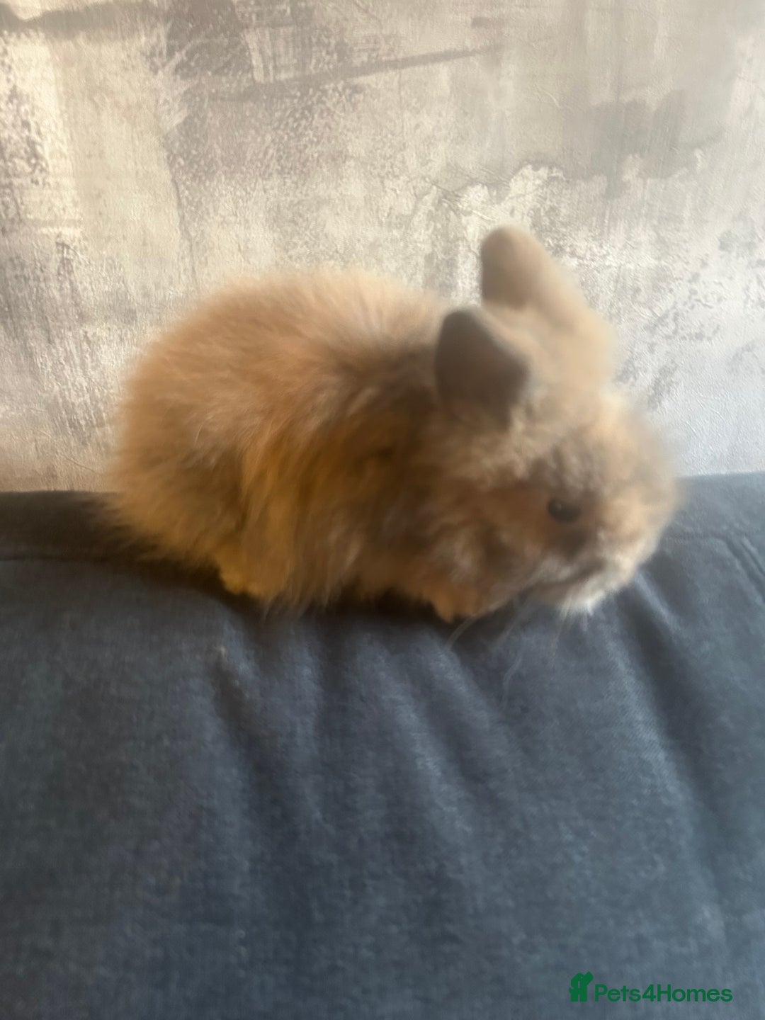 Lionhead rabbits for sale: 7 lionheads bunnies  - Image 6