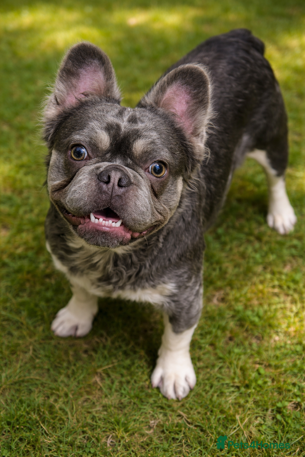 French Bulldog dogs French bulldogs fluffy carring Isabella  - Advert 2