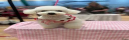 Poochon dogs for sale: Outstanding F1 health tested puppies - Advert 9