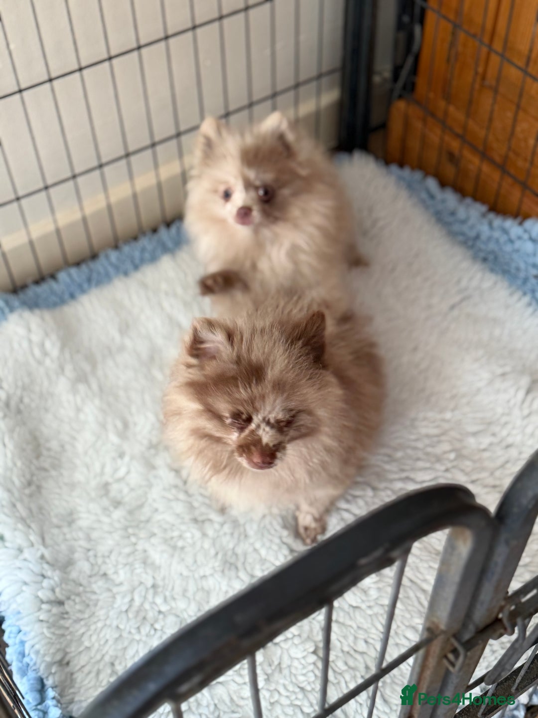Pomeranian dogs for sale: BEAUTIFUL POMERANIAN BOY PUPPIES  in Ongar - Image 12