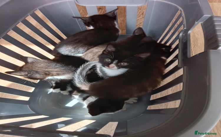 Mixed Breed cats - Advert 1