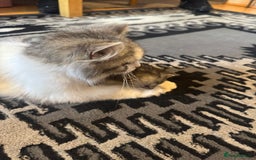 Persian cats for sale: READY TO GO! SMALL TEDDY BEAR PERSIAN KITTEN MALE - Image 5