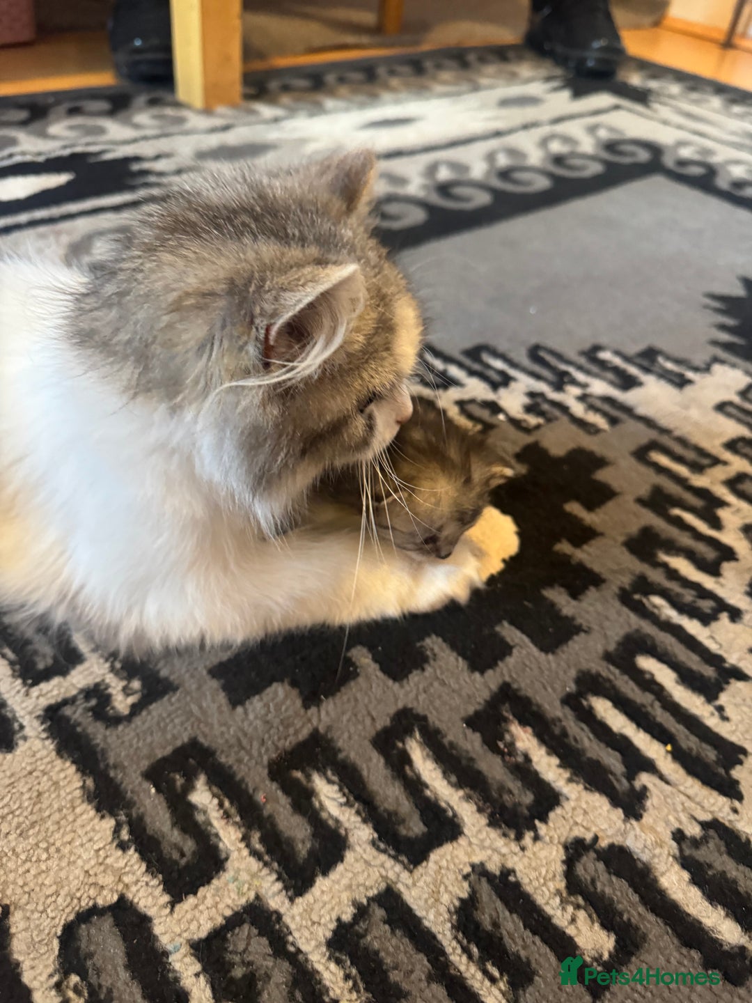 Persian cats for sale: READY TO GO! SMALL TEDDY BEAR PERSIAN KITTEN MALE - Image 5