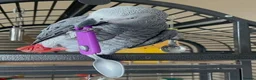 Parrots birds for sale: Healthy Congo African Grey Parrots in Warrington - Advert 4