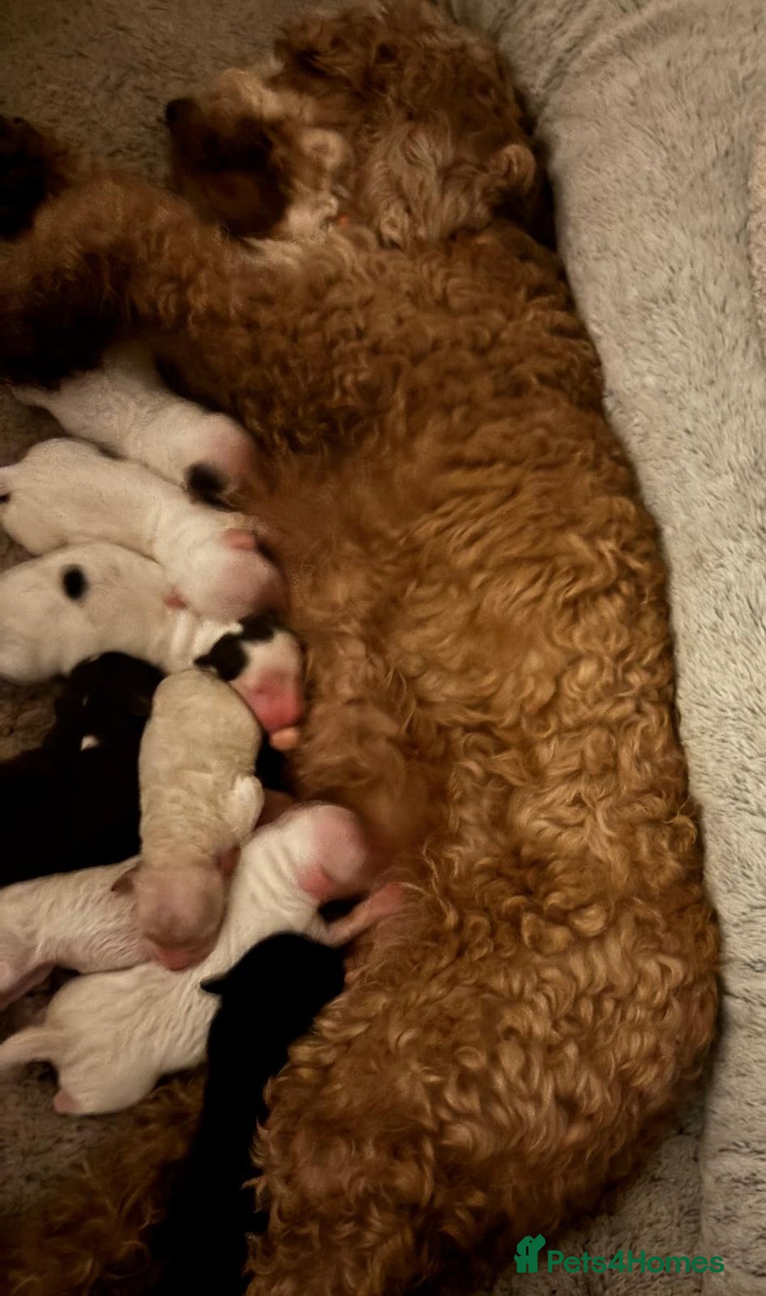 Cockapoo dogs for sale: 💛*COCKERPOO’S READY NOW in Cheshire*💛🏡 - Advert 21