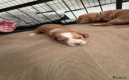 Cocker Spaniel dogs for sale: Cocker spaniels  - Advert 3