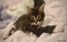 Mixed Breed cats for sale: 3 Fluffy Ragdoll X Kittens available!! - Image 3