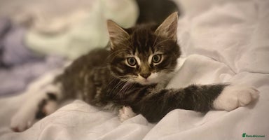 Mixed Breed cats - Advert 4