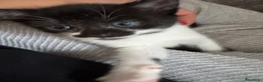 Mixed Breed Kitten 3