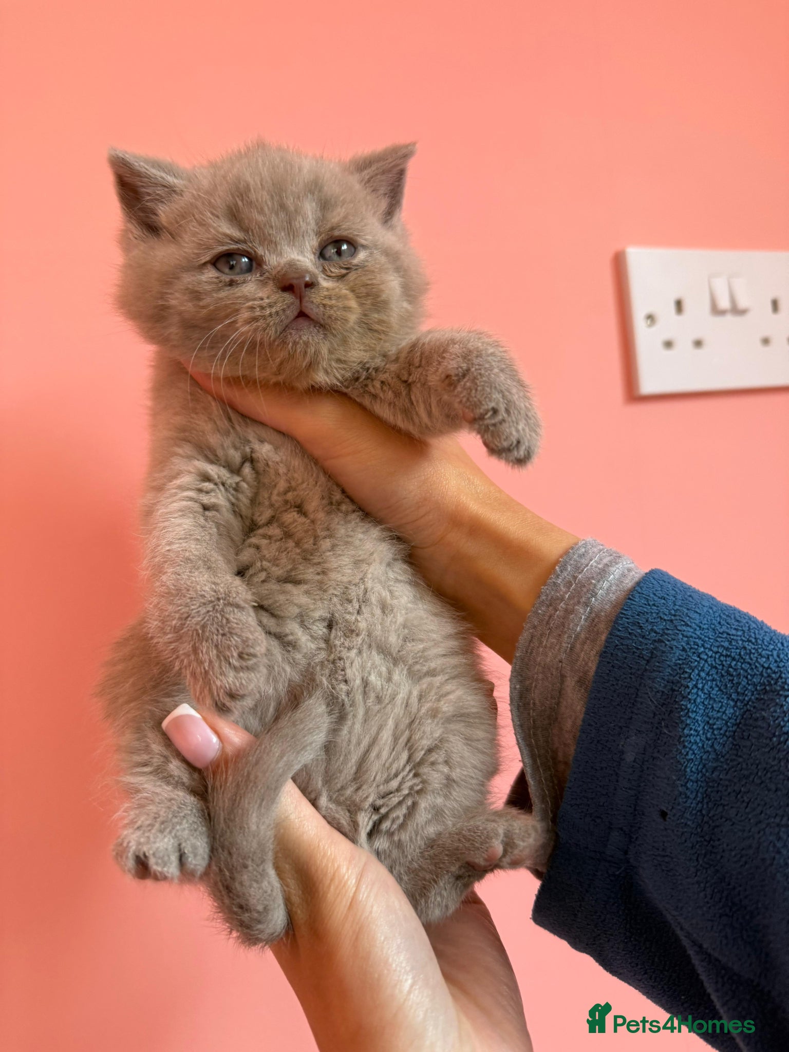 British Shorthair cats Beautiful chunky British shorthaired kittens  - Advert 14