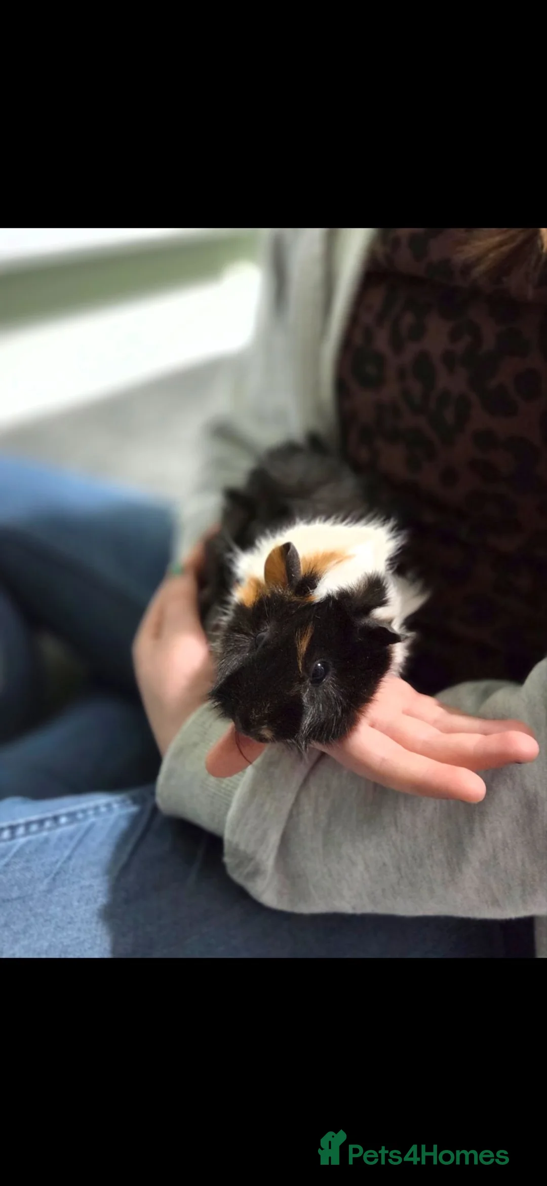 Guinea Pig rodents for sale: Female Guinea Pig in Bordon - Advert 2