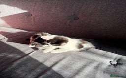 Mixed Breed cats for sale: Black and white kittens  - Image 12